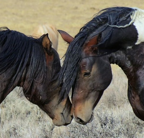 Two horses facing eachother with heads together
